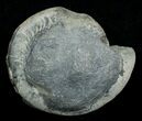 Large Inch Hildoceras Ammonite #4252-2